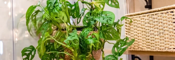 Hängepflanze im Badezimmer